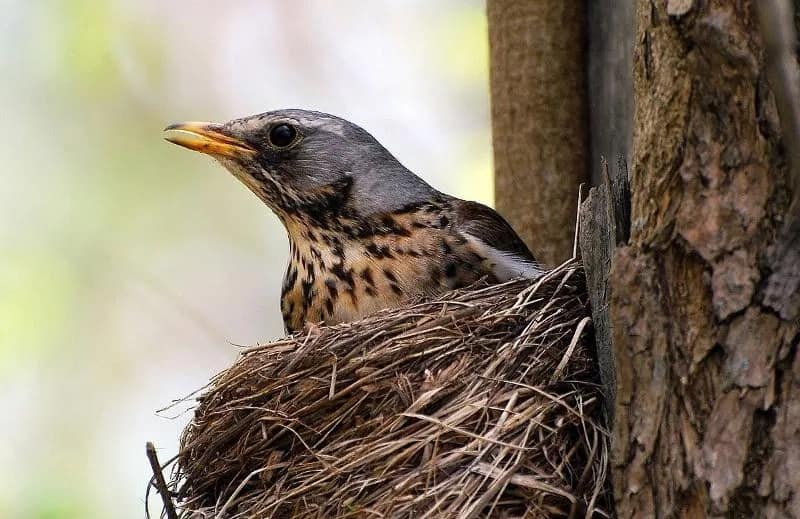 “Ku e kemi thurur folenë tonë”?!