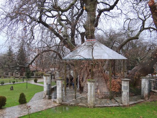 Η Παναγία Πλατανιώτισσα αφορμή για τη σωτηρία του πλατάνου