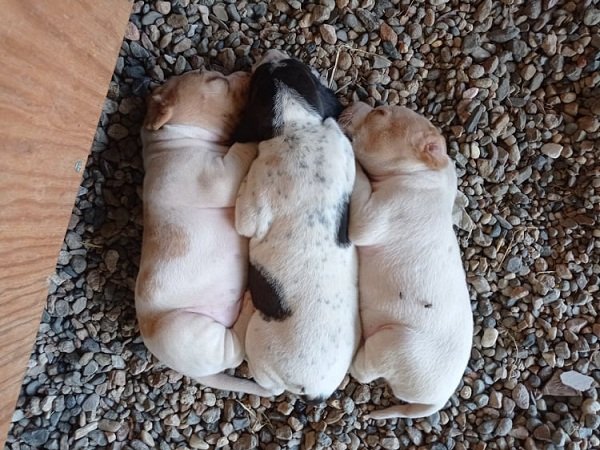 Η στάση της Ορθόδοξης Θεολογίας απέναντι στα ζώα