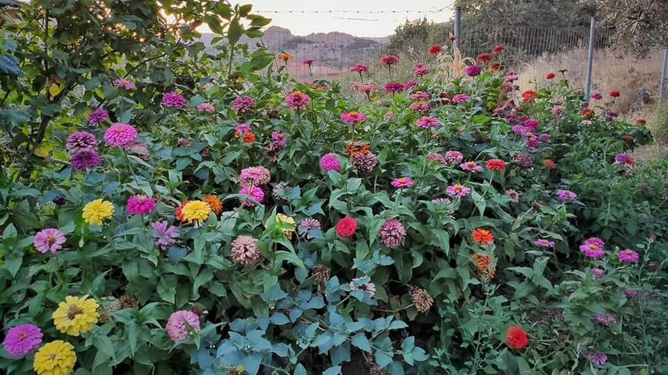 Το «ψυσ’κό» του Σαββάτου των ψυχών στην Ερεσό της Λέσβου