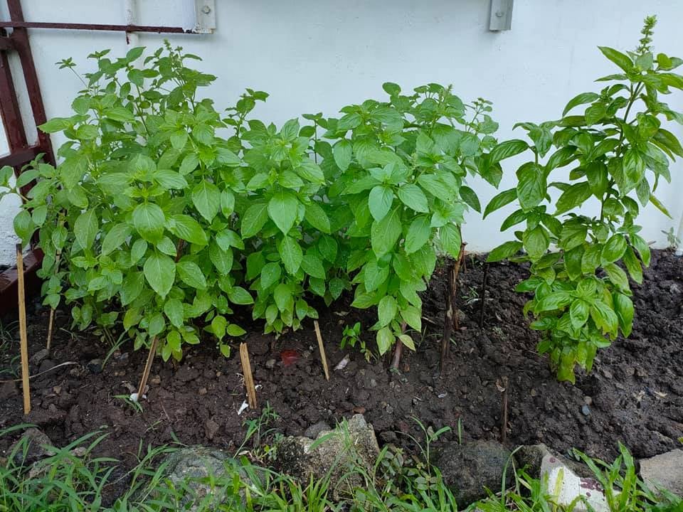 Η ΦΩΤΟΓΡΑΦΙΑ ΤΗΣ ΗΜΕΡΑΣ: Βασιλικά στη Μανίλα