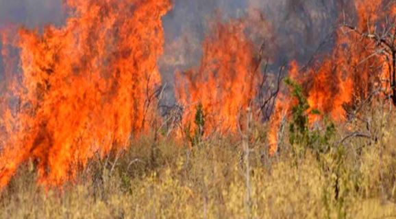 Φωτιά στην Αίγινα