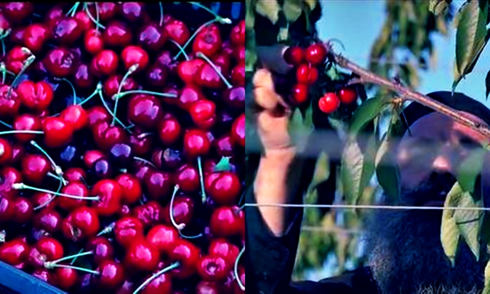Συγκομιδή κερασιών στη Βατοπαιδινή γη (ΒΙΝΤΕΟ)