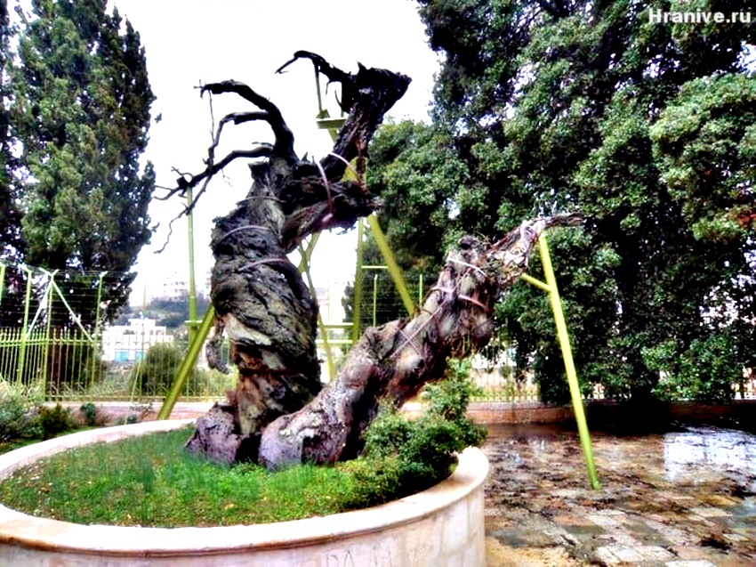 Εδώ ο Αβραάμ αξιώθηκε να φιλοξενήσει την Αγία Τριάδα