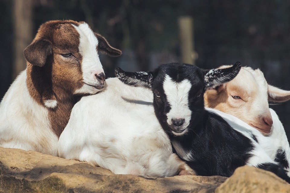 Tο γάλα που δεν ευλογείται…